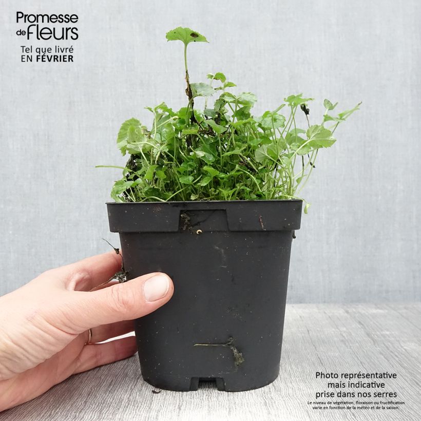 Exemplar von Campanula poscharskyana - Hängepolster-Glockenblume Topf mit 2L/3L wie im Winter geliefert