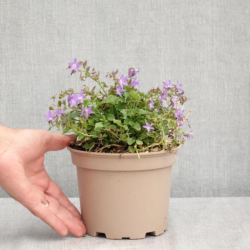 Example of Campanula poscharskyana Stella - Hängepolster-Glockenblume Topf mit 2L/3L as you get in ete