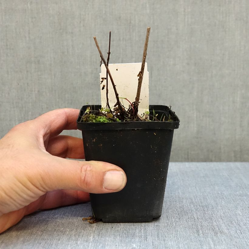 Exemplar von Campanula rapunculoides - Acker-Glockenblume Kleine Töpfe von 8/9 cm wie im Herbst geliefert