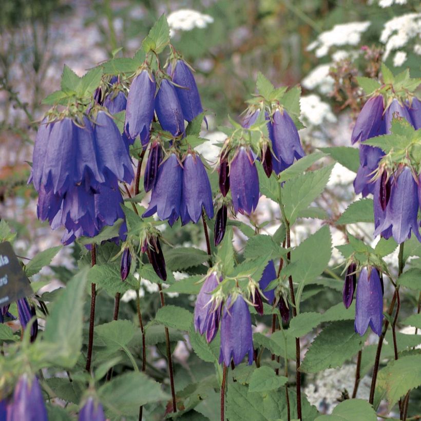 Campanula Sarastro - Großblütige Glockenblume (Plant habit)