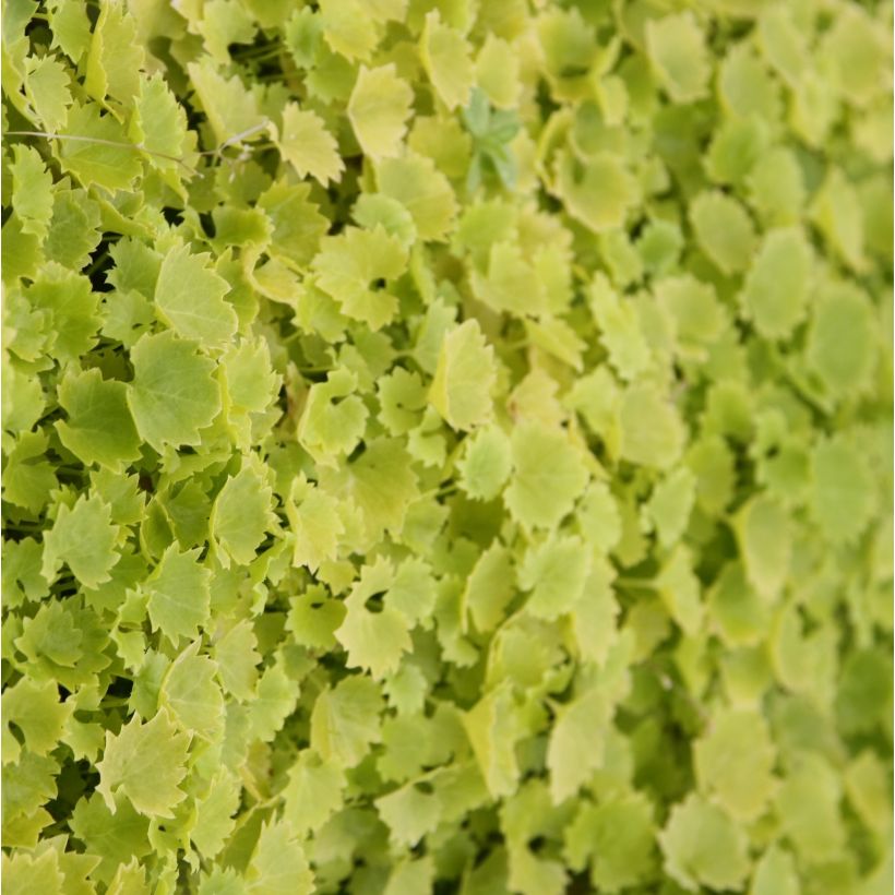 Campanula garganica Dickson s Gold - Sternpolster-Glockenblume (Foliage)