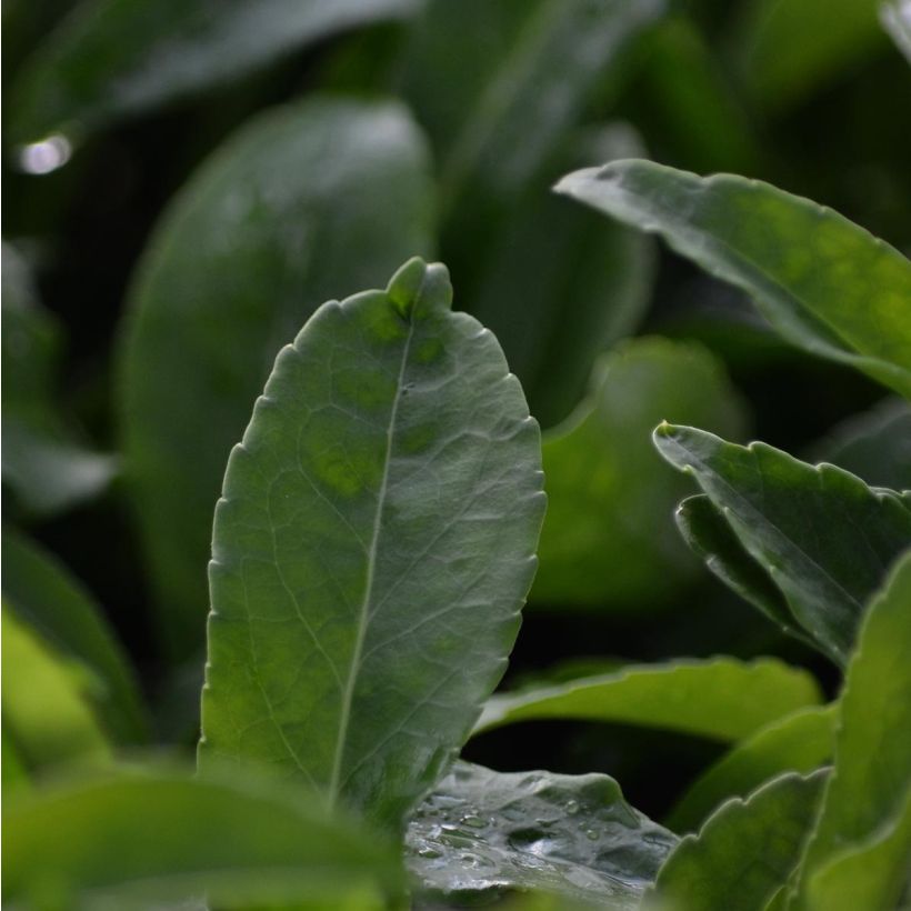 Pfirsichblättrige Glockenblume Alba - Campanula persicifolia (Foliage)