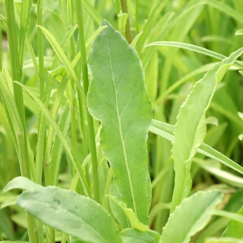 Pfirsichblättrige Glockenblume - Campanula persicifolia (Foliage)