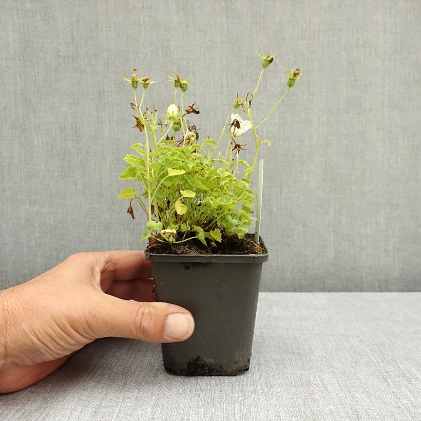 Exemplar von Campanule carpatica Clips blanche - Campanule des Carpates Godet de 8/9 cm wie im Sommer geliefert
