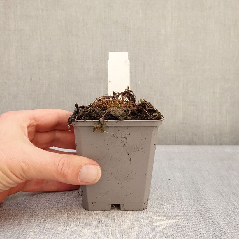 Exemplar von Campanula carpatica Weiße Clips - Karpaten-Glockenblume Kleine Töpfe von 8/9 cm wie im Winter geliefert