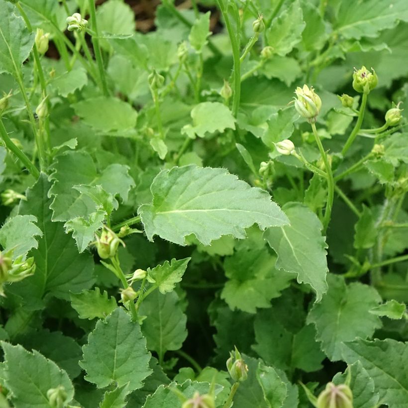 Campanula carpatica Blaue Clips - Karpaten-Glockenblume (Foliage)