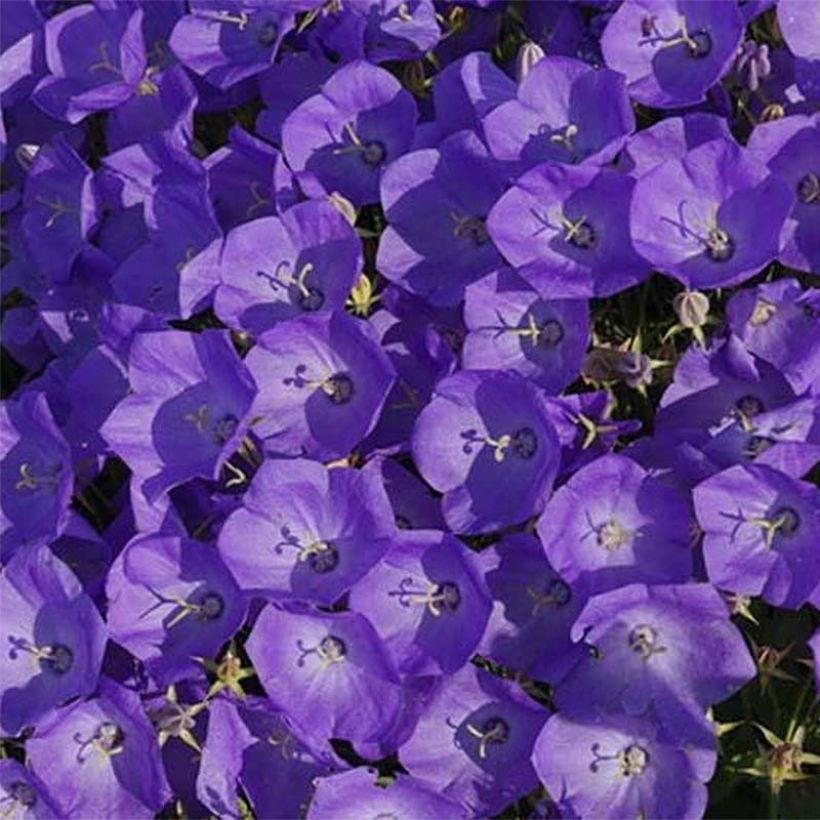 Campanula carpatica var. Turbinata Karl Foerster - Karpaten-Glockenblume (Flowering)