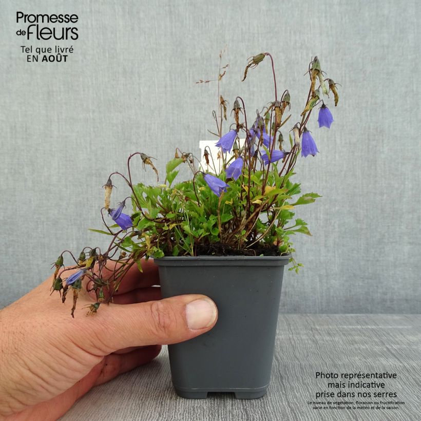 Exemplar von Campanula cochleariifolia Bavaria Blue - Zwerg-Glockenblume Kleine Töpfe von 8/9 cm wie im Sommer geliefert