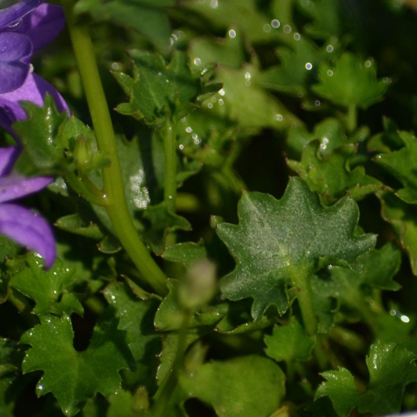 Dalmatiner Glockenblume - Campanula portenschlagiana (Foliage)