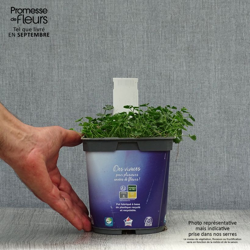 Example of Dalmatiner Glockenblume - Campanula portenschlagiana Topf mit 2L/3L as you get in automne