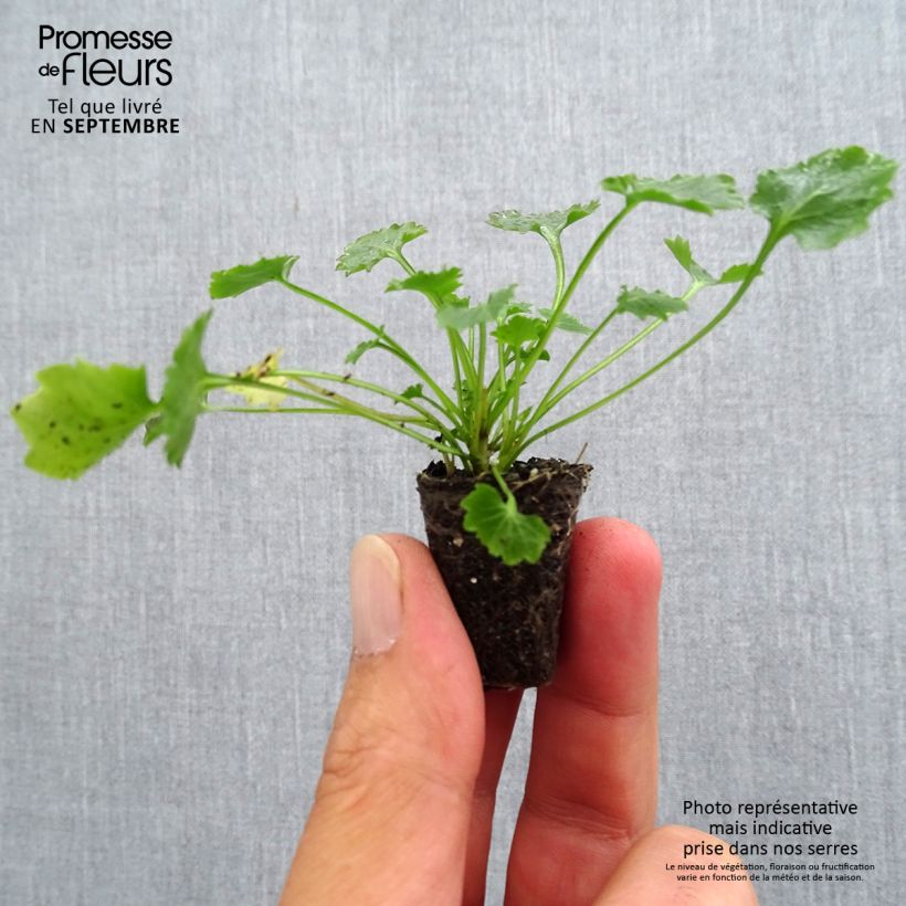 Example of Dalmatiner Glockenblume - Campanula portenschlagiana Mini-Plug Ø 3/4 cm as you get in automne
