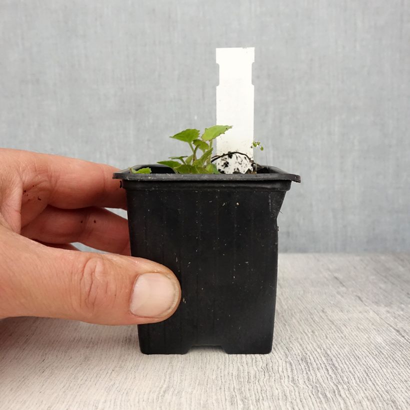 Exemplar von Campanula cochleariifolia Elizabeth Oliver - Zwerg-Glockenblume Kleine Töpfe von 8/9 cm wie im Frühjahr geliefert