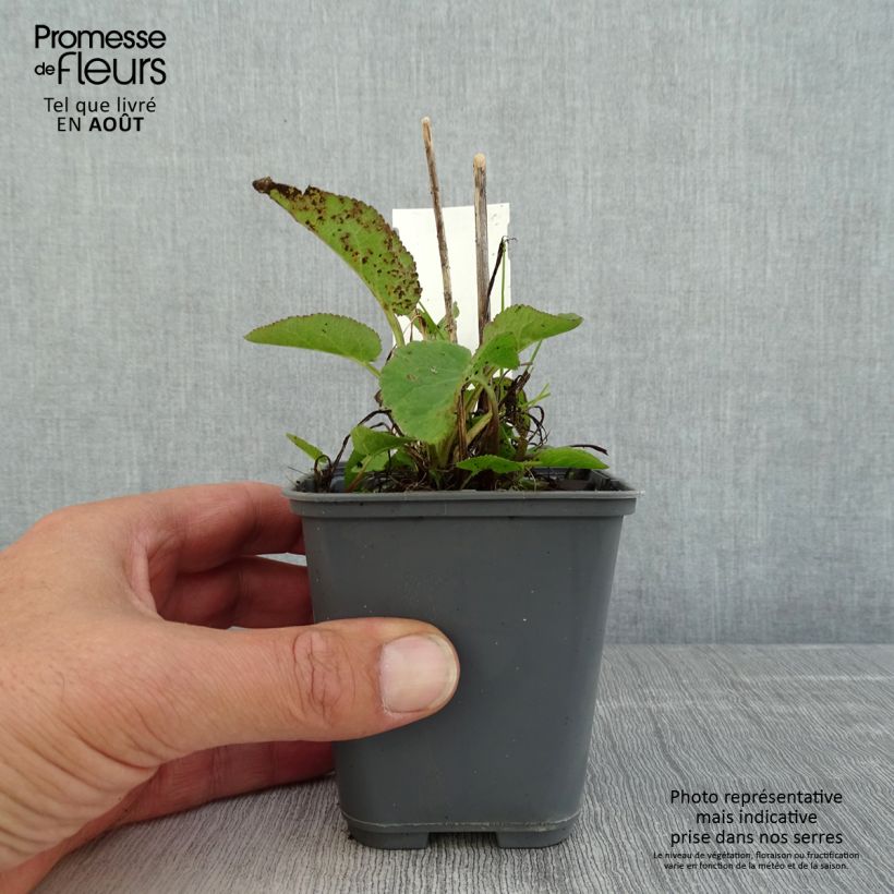 Exemplar von Campanule glomerata var. dahurica Godet de 8/9 cm wie im Sommer geliefert