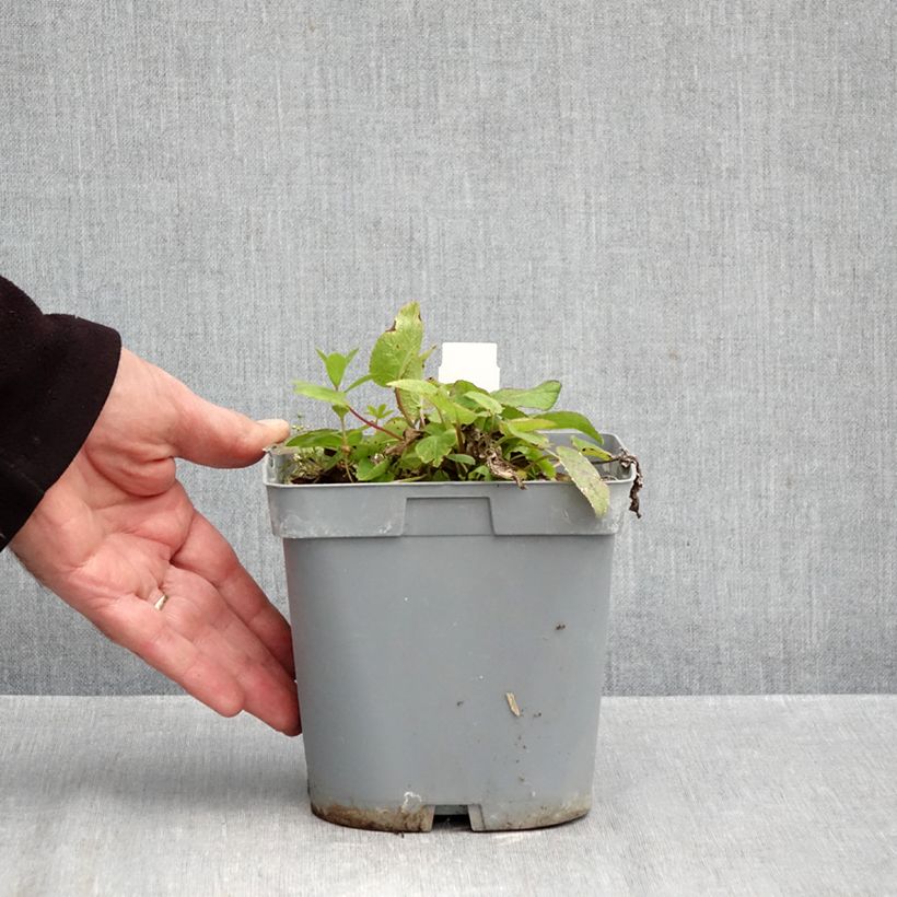 Exemplar von Campanula glomerata var. dahurica - Knäuel-Glockenblume Topf mit 2L/3L wie im Herbst geliefert