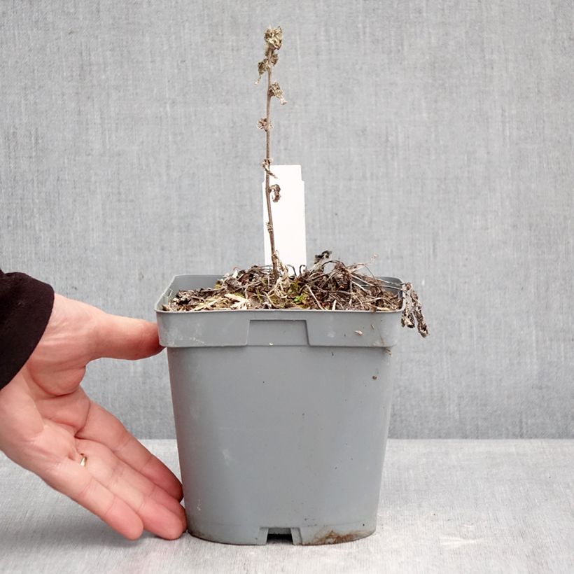 Exemplar von Campanula glomerata var. dahurica - Knäuel-Glockenblume Topf mit 2L/3L wie im Winter geliefert