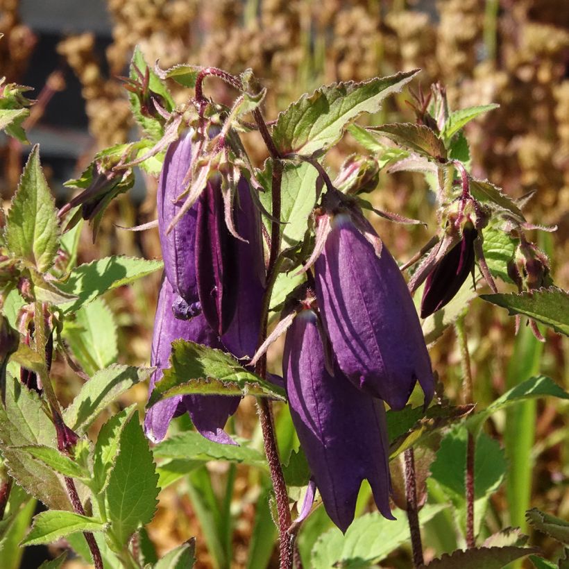 Campanula Kent Belle - Gepunktete Glockenblume (Blüte)