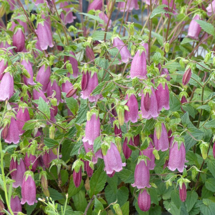 Campanula takesimana Ringsabell Mulberry Rose - Korea-Glockenblume (Flowering)