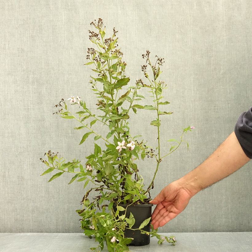 Exemplar von Dolden-Glockenblume Loddon Anne - Campanula lactiflora Topf mit 1,5L/2L wie im Sommer geliefert