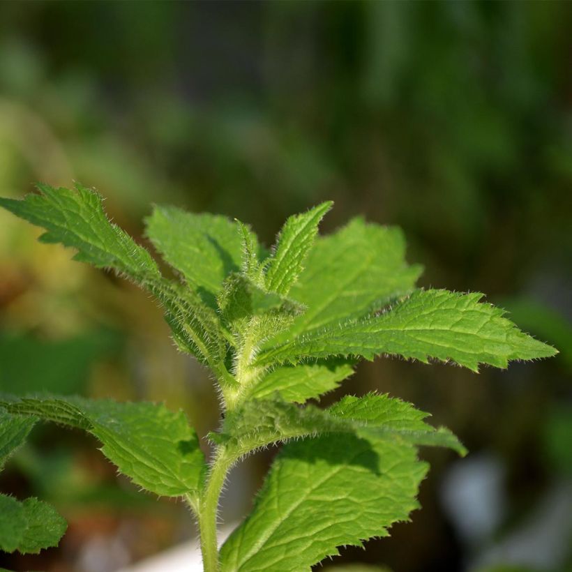Dolden-Glockenblume Prichard s variety - Campanula lactiflora (Foliage)