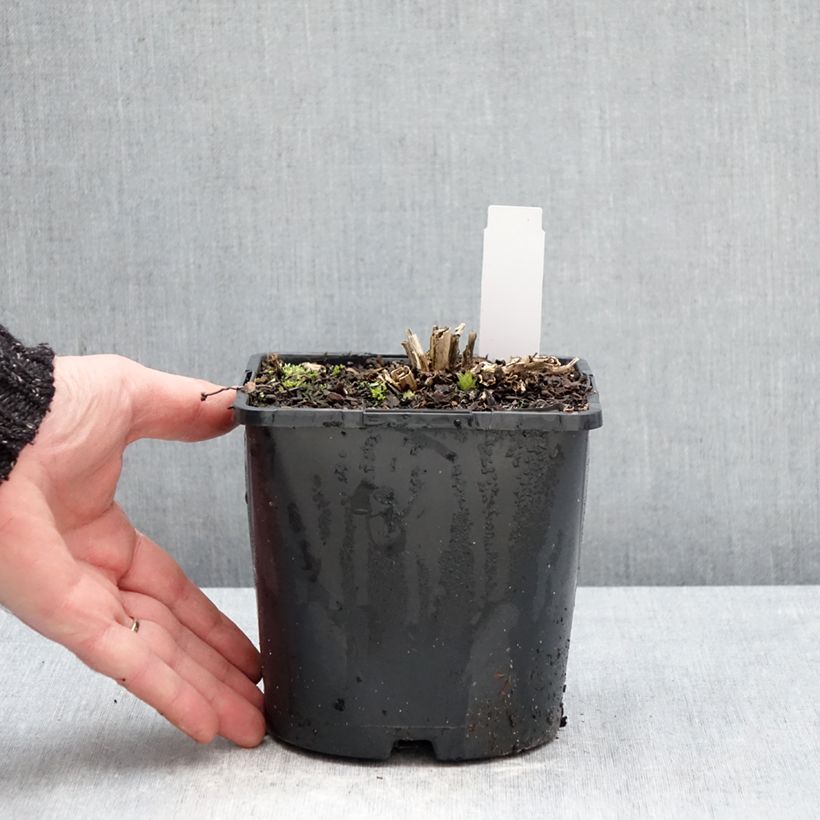 Exemplar von Dolden-Glockenblume Prichard s variety - Campanula lactiflora Topf mit 2L/3L wie im Winter geliefert