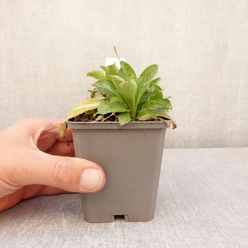 Exemplar von Campanula latifolia var. macrantha alba - Breitblättrige Glockenblume Kleine Töpfe von 8/9 cm wie im Frühjahr geliefert