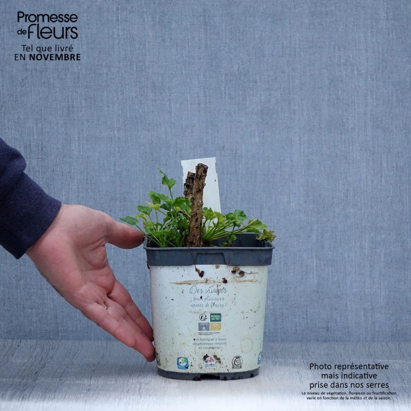 Example of Campanula pyramidalis Alba - Pyramiden-Glockenblume Topf mit 2L/3L as you get in automne