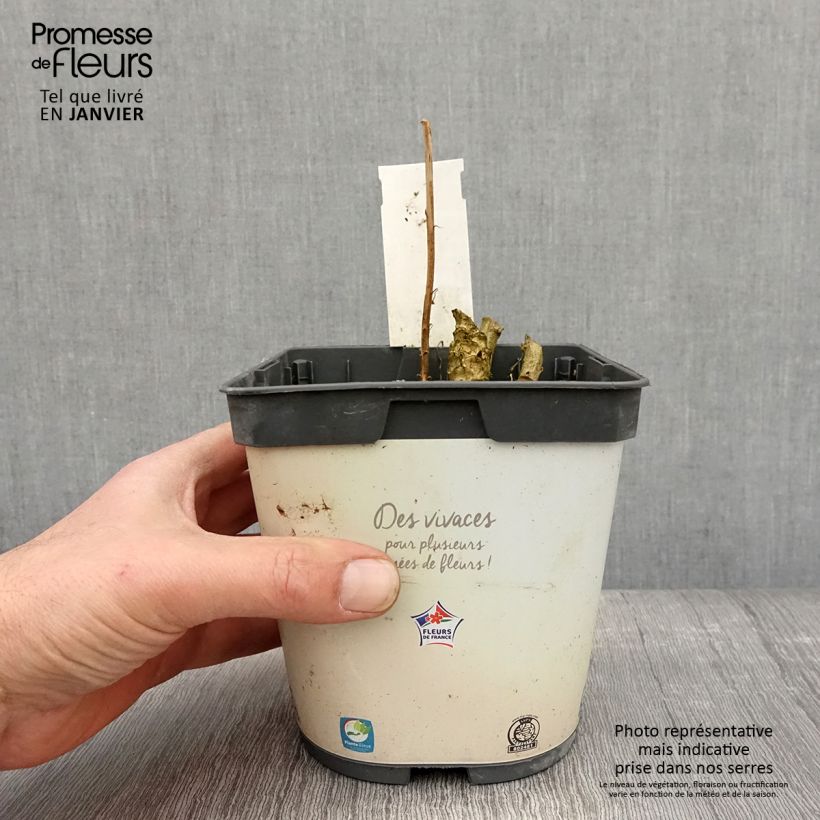 Exemplar von Campanula pyramidalis Alba - Pyramiden-Glockenblume Topf mit 2L/3L wie im Winter geliefert