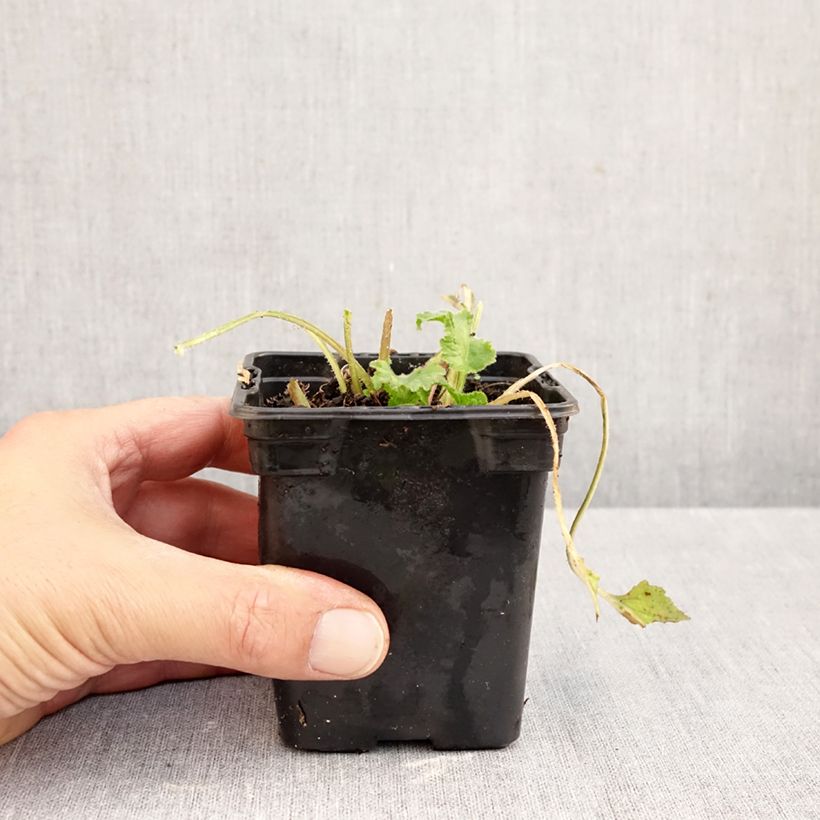 Exemplar von Campanula takesimana Elisabeth - Korea-Glockenblume Kleine Töpfe von 7/8 cm wie im Herbst geliefert