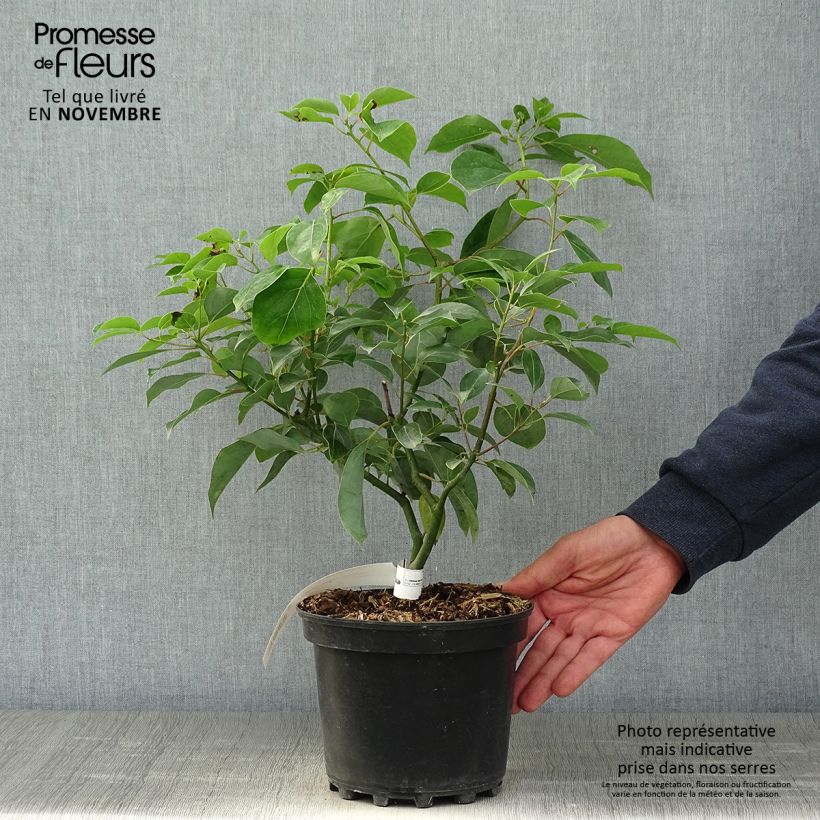 Example of Cinnamomum camphora - Kampferbaum Topf mit 2L/3L as you get in automne