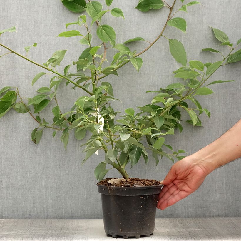 Exemplar von Cinnamomum camphora - Kampferbaum Topf mit 2L/3L wie im Sommer geliefert