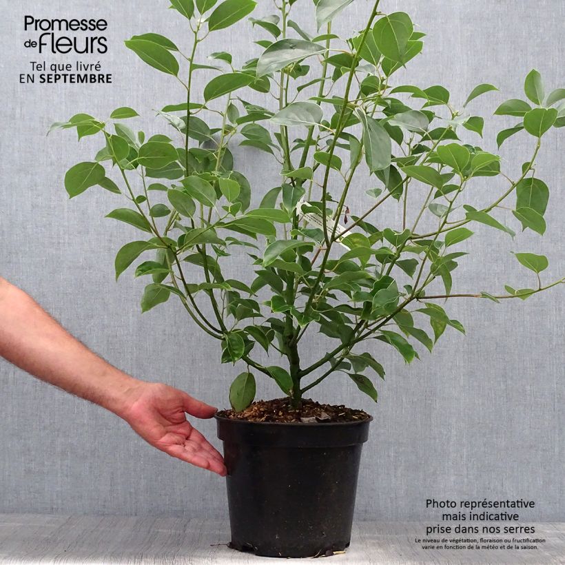 Example of Cinnamomum camphora - Kampferbaum Topf mit 7,5L/10L as you get in automne