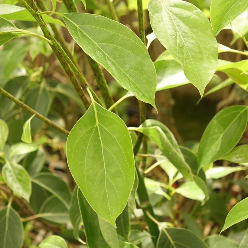 Cinnamomum camphora - Kampferbaum (Foliage)