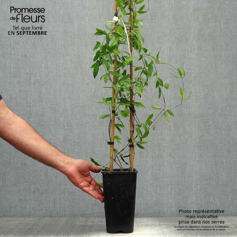 Example of Campsis capreolata Atrosanguinea - Trompetenblume Topf mit 2L/3L as you get in automne