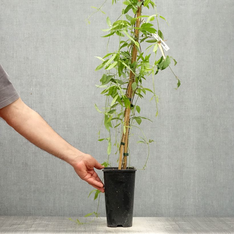 Exemplar von Campsis capreolata Atrosanguinea - Trompetenblume Topf mit 2L/3L wie im Frühjahr geliefert