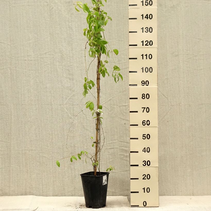 Example of Campsis capreolata - Trompetenblume Topf mit 6L/7L as you get in ete