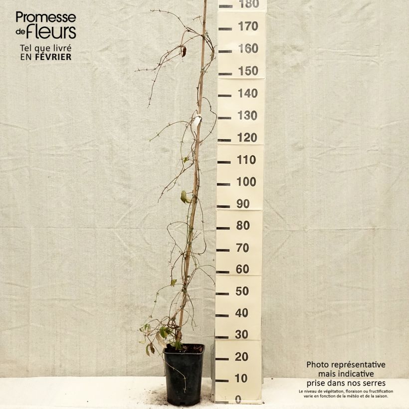 Exemplar von Campsis capreolata - Trompetenblume Topf mit 6L/7L wie im Winter geliefert