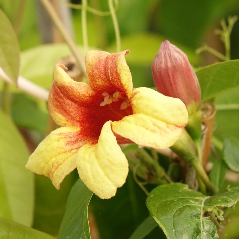 Campsis capreolata - Trompetenblume (Blüte)