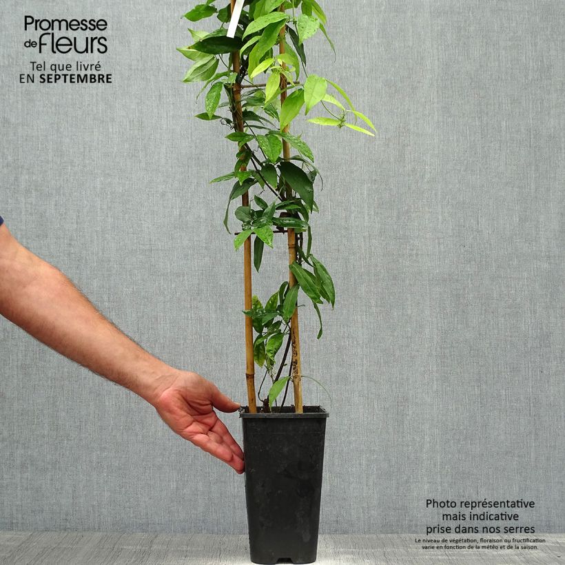 Example of Campsis capreolata - Trompetenblume Topf mit 2L/3L as you get in automne