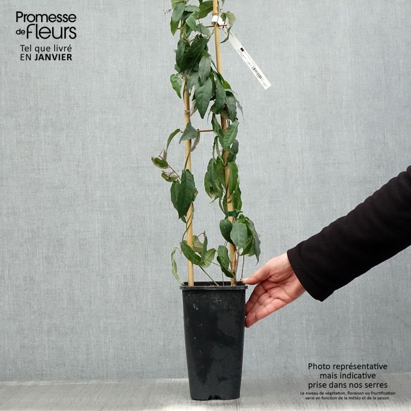 Exemplar von Campsis capreolata - Trompetenblume Topf mit 2L/3L wie im Winter geliefert