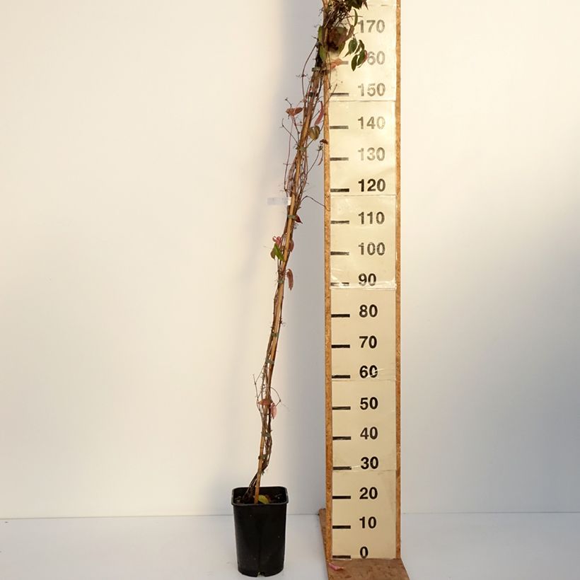 Exemplar von Campsis capreolata - Trompetenblume Topf mit 6L/7L wie im Herbst geliefert