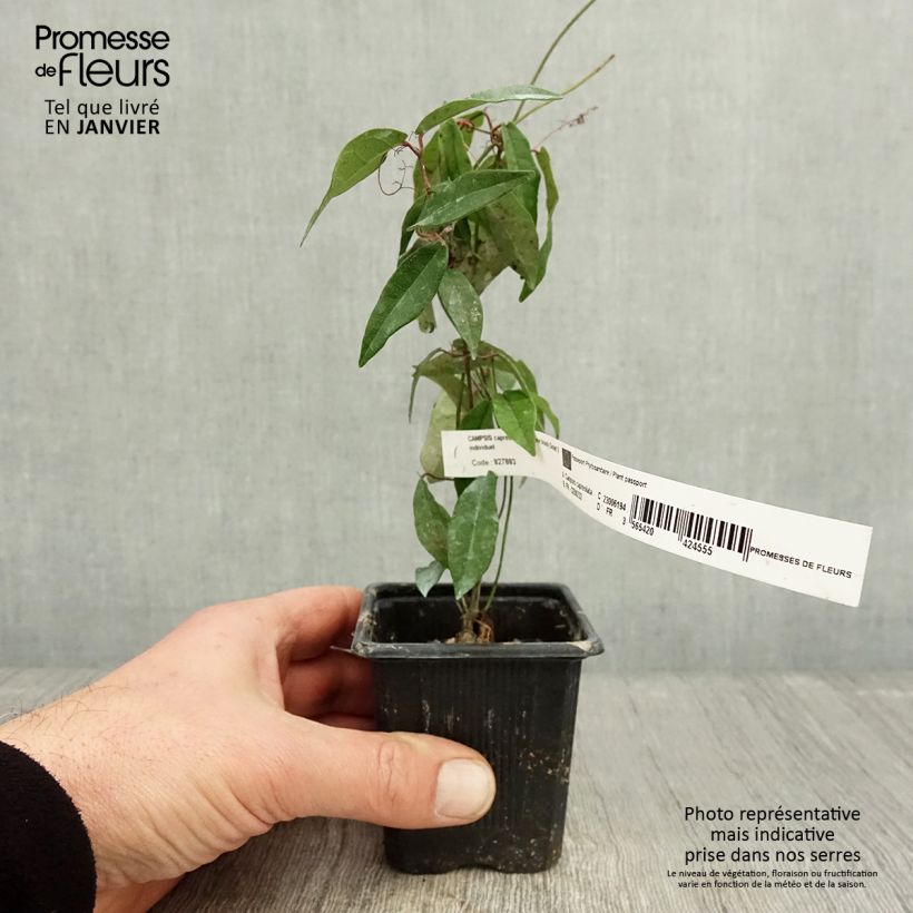 Exemplar von Campsis capreolata Tangerine Beauty - Trompetenblume Kleine Töpfe von 8/9 cm wie im Winter geliefert