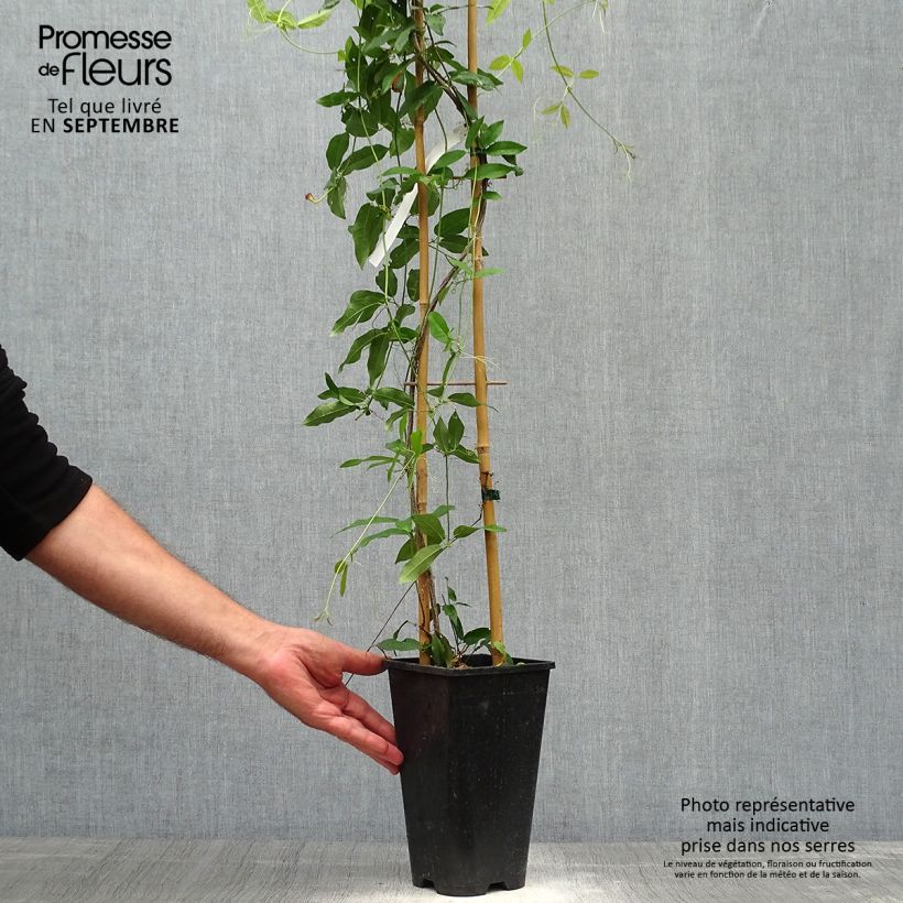 Example of Campsis capreolata Tangerine Beauty - Trompetenblume Topf mit 2L/3L as you get in automne