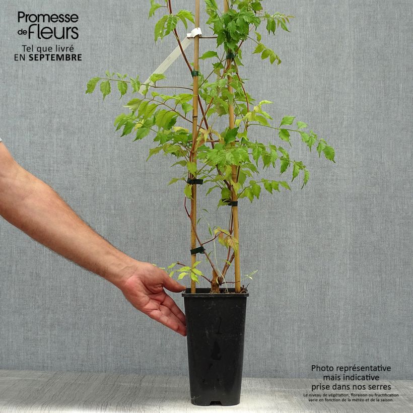 Example of Campsis grandiflora - Chinesische Klettertrompete Topf mit 2L/3L as you get in automne