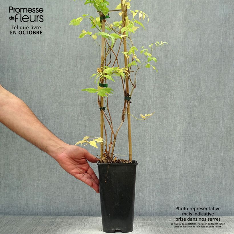Example of Campsis radicans - Amerikanische Klettertrompete Topf mit 2L/3L as you get in automne