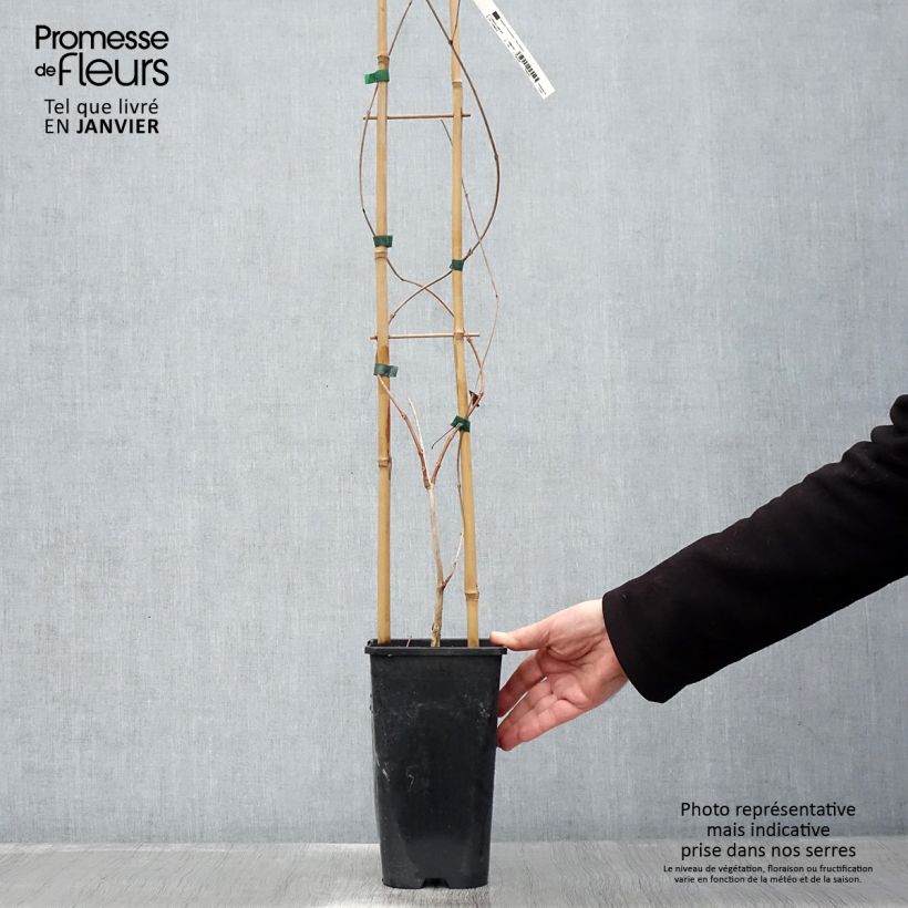 Exemplar von Campsis radicans - Amerikanische Klettertrompete Topf mit 2L/3L wie im Winter geliefert