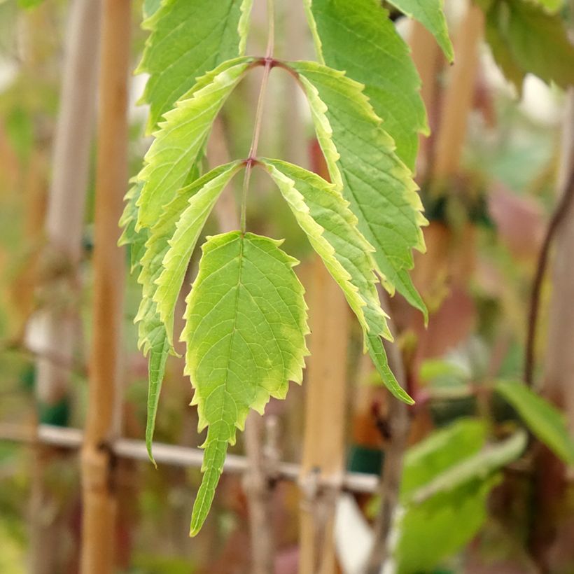 Campsis radicans - Amerikanische Klettertrompete (Foliage)