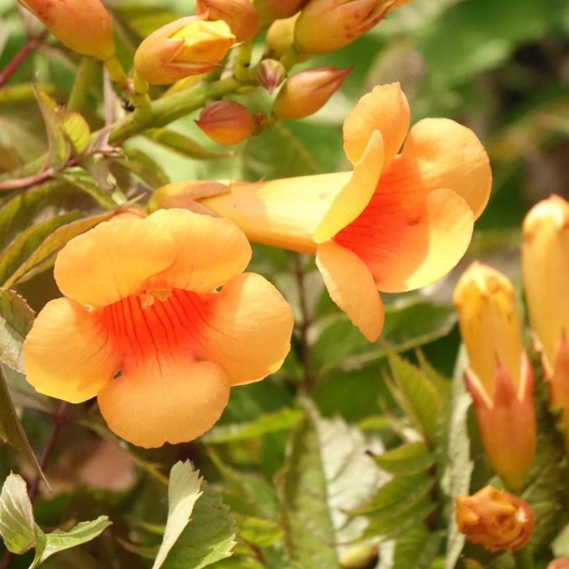 Campsis radicans Indian summer - Amerikanische Klettertrompete (Flowering)
