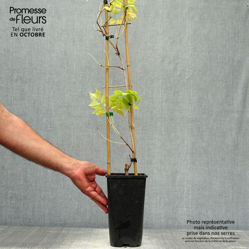 Example of Campsis radicans Judy - Amerikanische Klettertrompete Topf mit 2L/3L as you get in automne