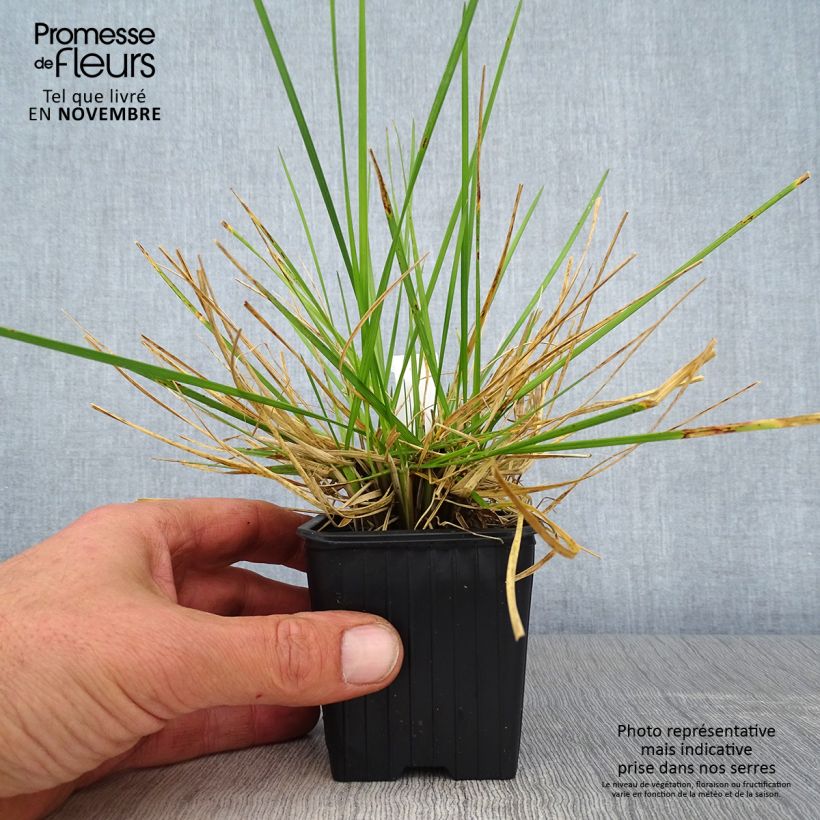 Example of Rasen-Schmiele Tauträger - Deschampsia caespitosa Kleine Töpfe von 8/9 cm as you get in automne