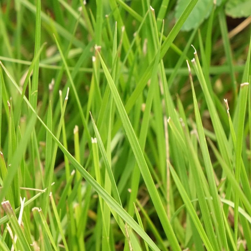 Rasen-Schmiele Tauträger - Deschampsia caespitosa (Foliage)